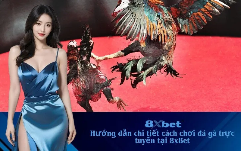 cách chơi đá gà trực tuyến tại 8xBet